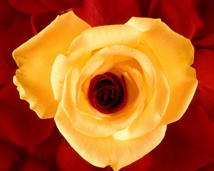 Tapety HD na pulpit - yellow-rose-1280.jpg