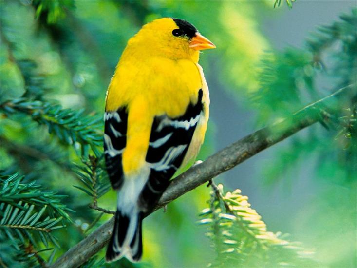 Ptaki birds - American Goldfinch.jpg