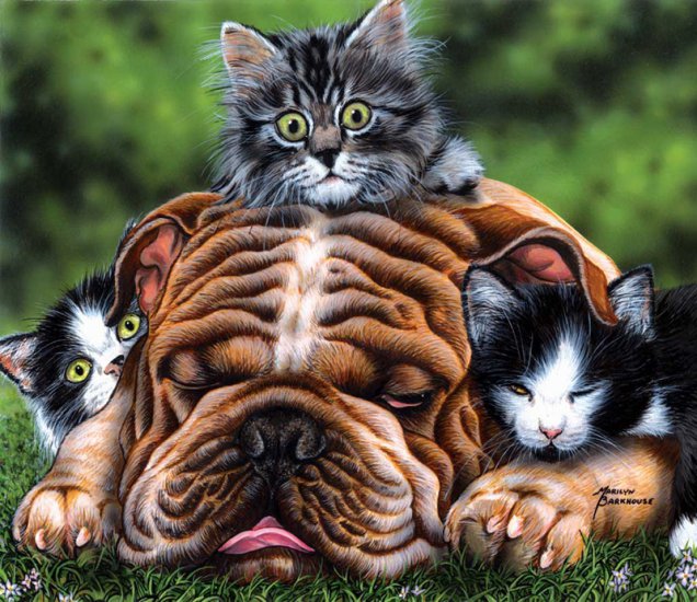 pobrane - cats_and_dogs_08.jpg