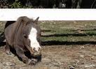 najmniejsze konie świata - images 3.jpg