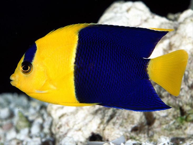 Tapety -Morskie Życie- - Bicolor Angelfish.jpg