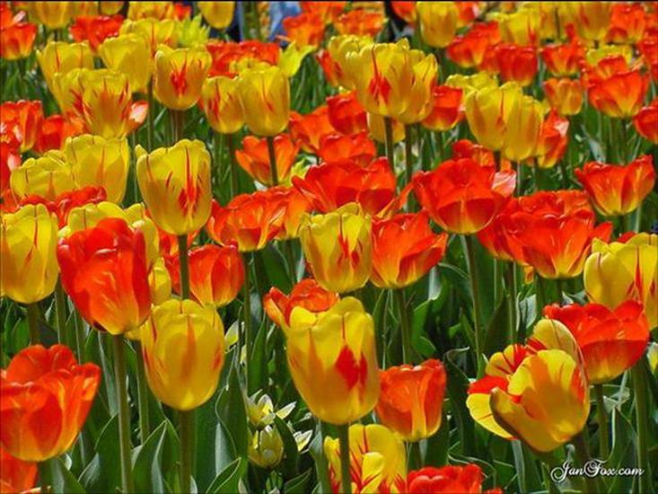 Tulipany - tulipany 83.jpg