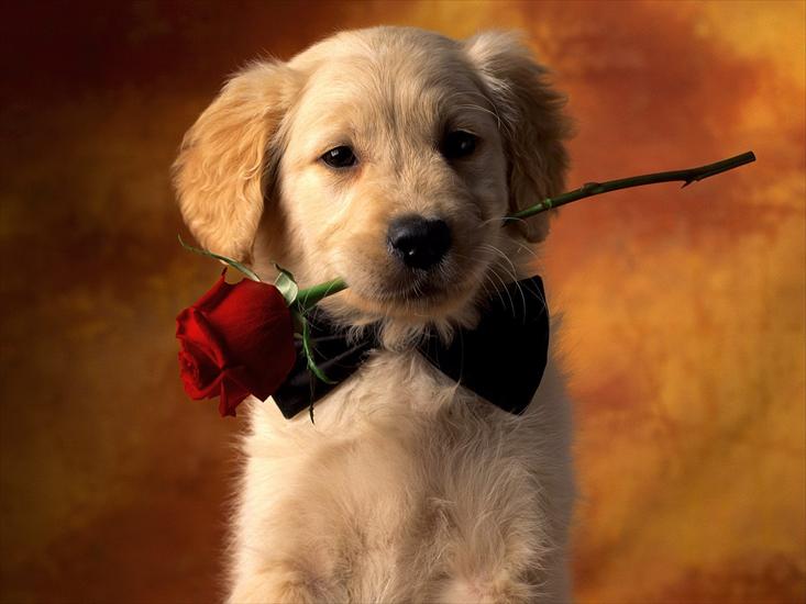 golden retriver, labrador - Puppy-Love-puppy-love-dog-1600x1200.jpg