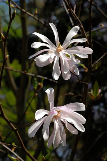 Rogów i Arboretum 2014 - Magnolia FRE_1762.jpg