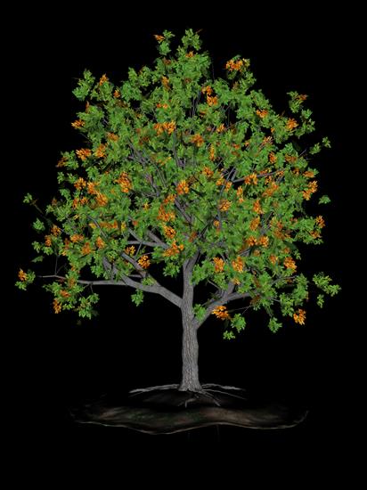 Drzewa gałązki - galazka0056.png
