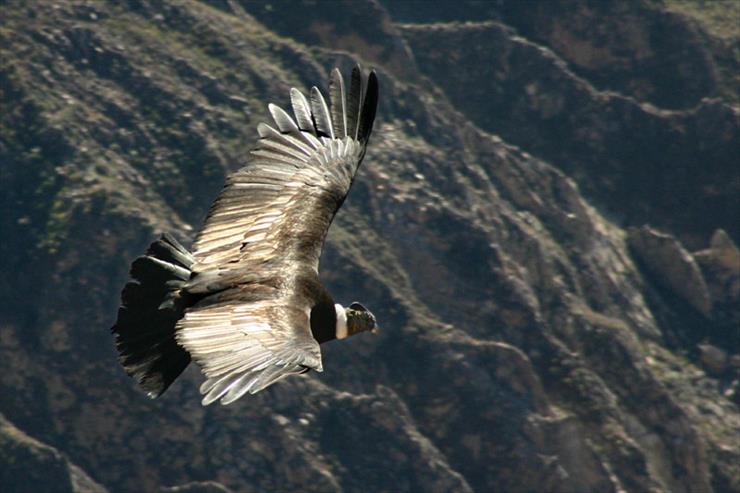Kondory - Kondor_wielki_Vultur_gryphus_Condor_flying_over_the_Colca_canyon_in_Peru.jpg