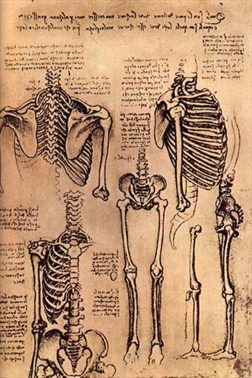 Anatomia - leonardo_studia_anatomiczne_szkielet_ok1510.jpg