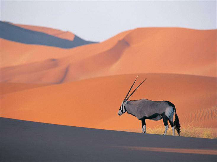 Tapety na pulpit - Oryx Antelope.jpg
