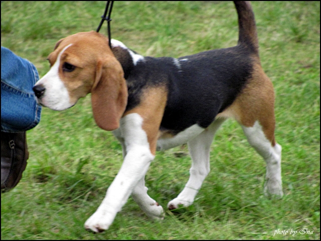 Beagles - IMG_1582.jpg