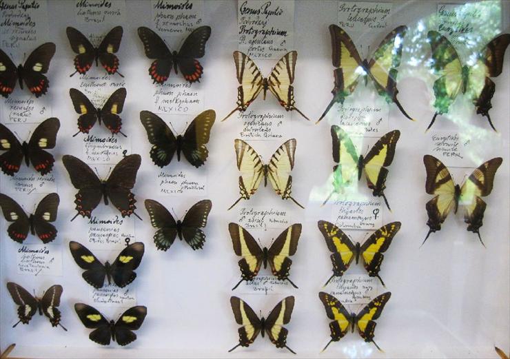 Muzeum Motyli w Bochni - 20.07.2011 022.jpg