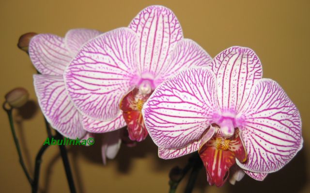 orchidea - Orchidea2.jpg