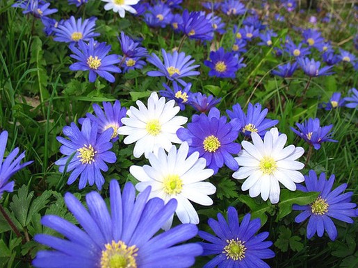 Stokrotki margaretki - white and purple daisy flowers.jpg