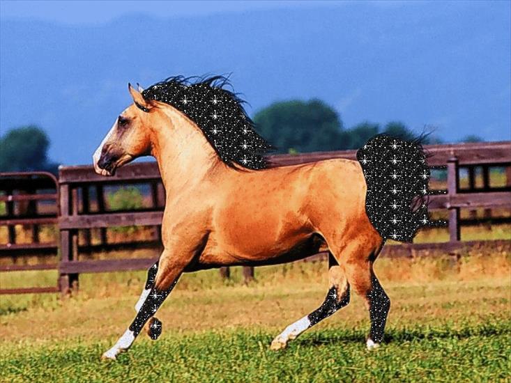 Konie - byanykondl5.gif