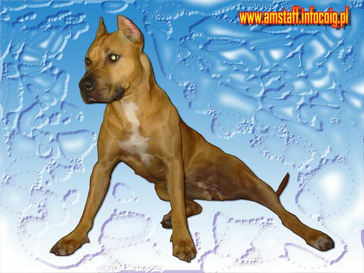 amstaff - iu.bmp