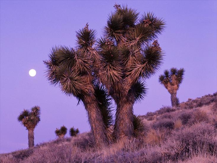 National Park USA - Moonrise-Over-Joshua-Trees,-Death-Valley-National-Park,-California.jpg