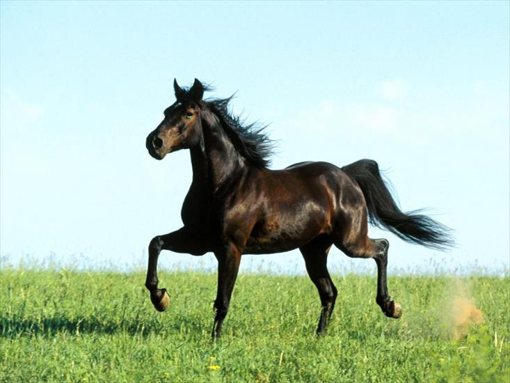 Konie - Konie 15.jpg