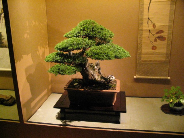 bonsai - mediumjyx5f95547f927b5757b299436.jpg