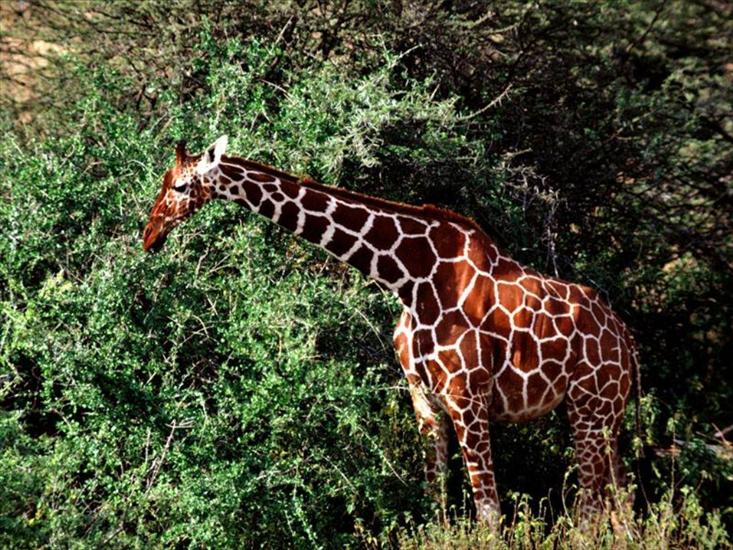 Tapety Animals - Wallpapers_Tiere_Animals_Giraffe_Giraffen_007.jpg