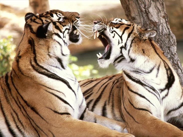 DZIKIE KOTY - bengal_tigers.jpg
