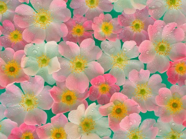 kwiaty - Flowers_-_Anemones.jpg
