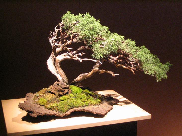 zdjecia bonsai - bonsai 4.jpg