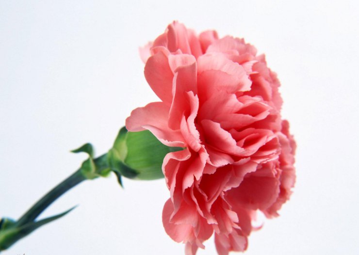 Kwiaty - Goździk różowy.jpg