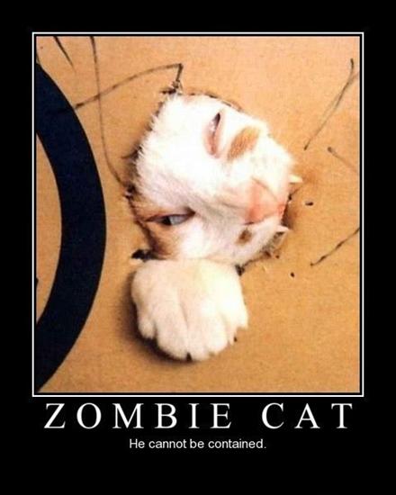 Inne - Zombie cat.jpg