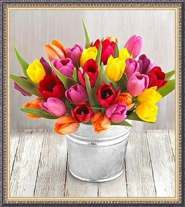 tulipany - t5.jpg
