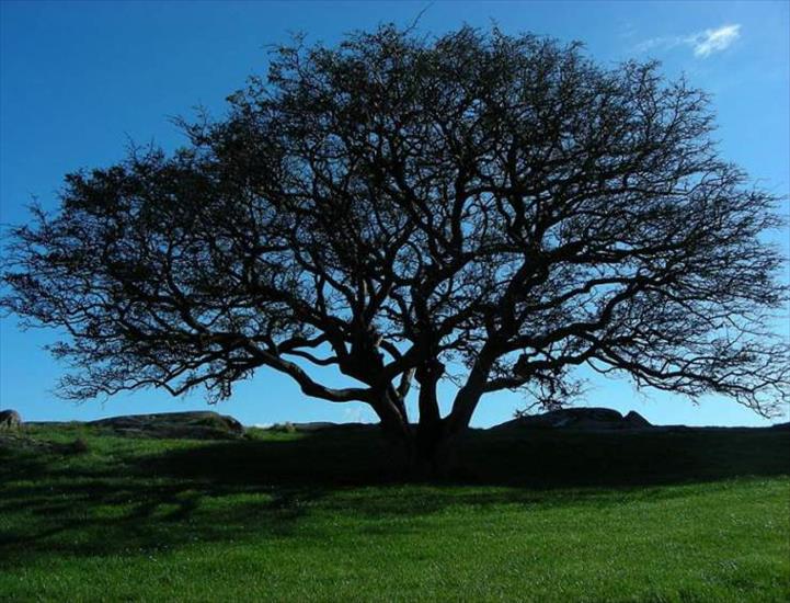 najdziwniejsze drzewa świata - 7d0509459d1cfff6b2da8aa.jpg