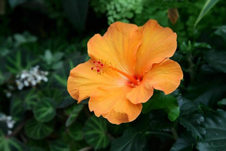 Webshots Collections - Orange Hibiscus  Penny Adams.jpg