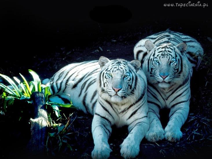 tygrysy - 200_tygrys_tygrysy2.jpg
