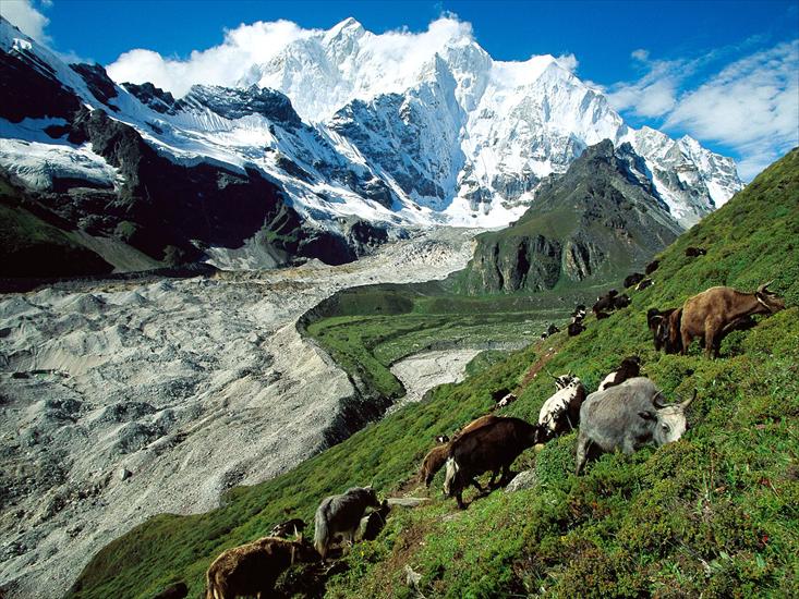 Krajobrazy - Yak Herding, Kangshung Glacier, Tibet.jpg
