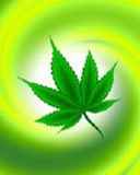 Marihuana - freshplant111sz5.jpg