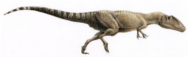 c - jc_carcharodontosaurus.jpg