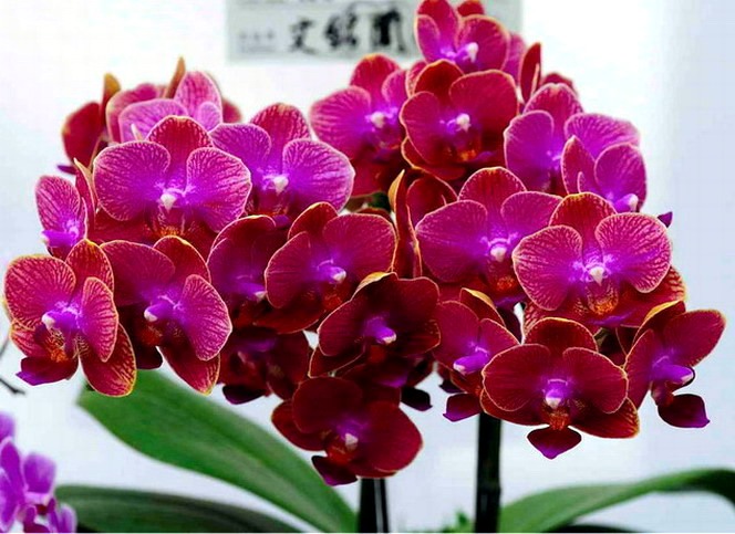 orchidee - Obraz7.jpg