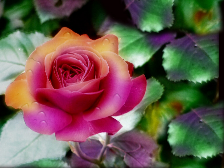 róże - Obraz2.bmp