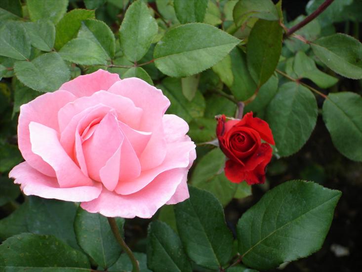 tylko róże - Rose-104.jpg