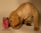 Tapety na pulpit - Coca_Cola_34.jpg