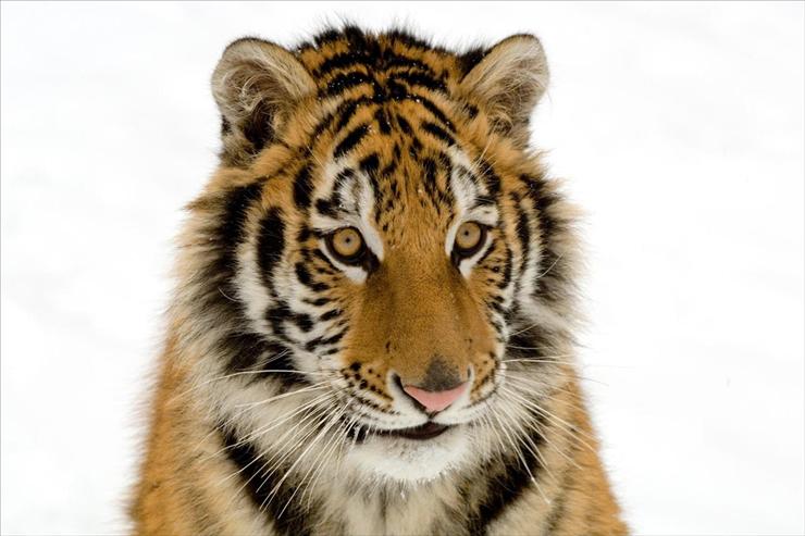 Duze Koty - Portrait of a Tiger.jpg