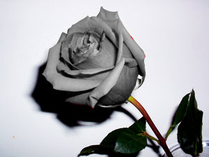 róże i nie tylko - _black_rose__by_sameeh.jpg