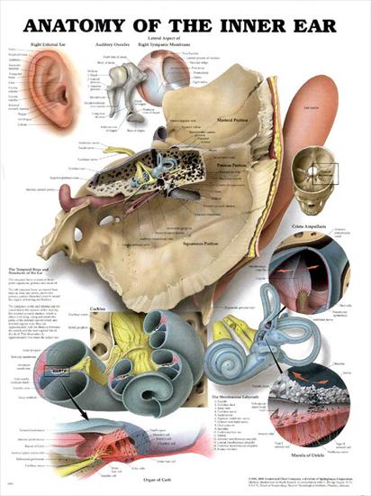 plansze dydaktyczne - budowa ciała człowieka ENG - 99-Budowa ucha wewnętrznego.jpg