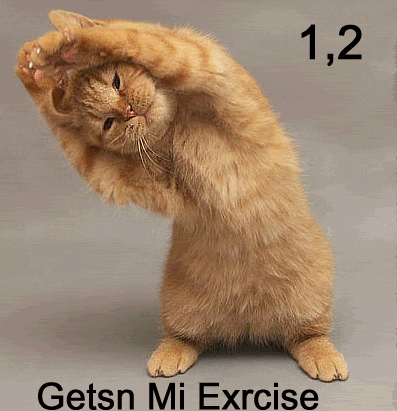 zwieżaki - cat exercise.jpg