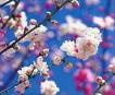 kwiaty - Cherry Blossoms.jpg