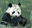 zwierzęta - Panda.jpg