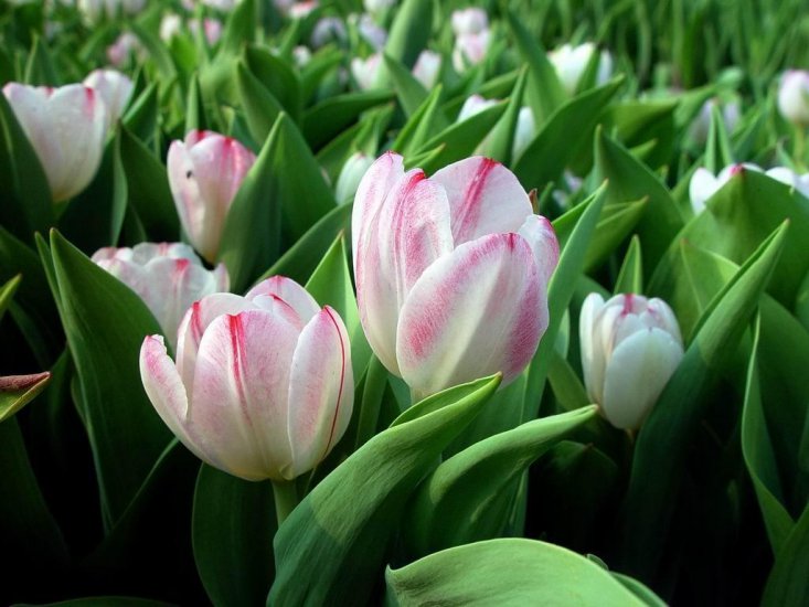Mix 6 - Red_and_White_Tulips.jpg