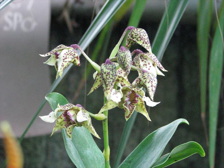 orchidee - IMG_0454.JPG
