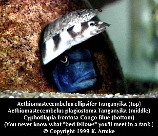 Zdję - Aethiomastecembelus Eels.jpg