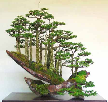 Bonsai - bonsai 142.jpg