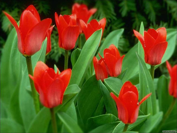 Tapety różne-różniste - tulips1-1280.jpg