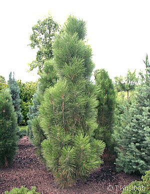 IGLAKI - Pinus_nigra_Pyramidalis.jpg